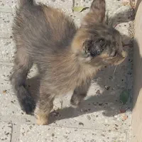 سه عدد بچه گربه خوشکل واگذار میشود|گربه|زرقان, |دیوار