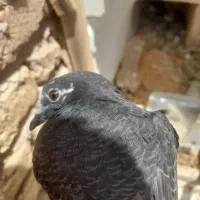 کبوتر ساعتی