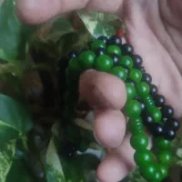 انواع تسبیح ازهسته خرما وحشی تا کهربا و سندلوس