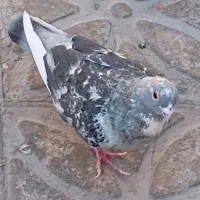 کبوتررنگی30تا