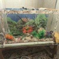 آکواریوم|ماهی|اشتهارد, |دیوار