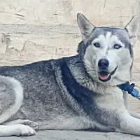 هاسکی ماده|سگ|گرگان, |دیوار