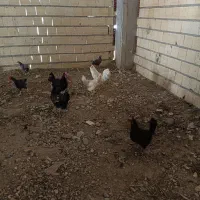 مرغ و خروس تمگذار
