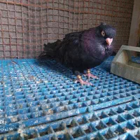 3جفت صرب معاوضه وفروش|پرنده|دوگنبدان, |دیوار