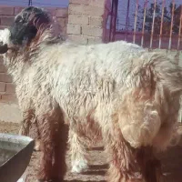 قوچ بختیاری یه رون جوان بشرط روندن