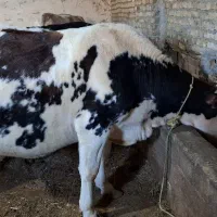 گاوسنگین 800کیلویی شکم سوم 10و15روزمونده زایمان