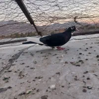 کفتر|پرنده|ماهان, |دیوار