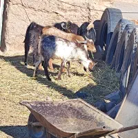 گوسفند،بز،کهره،بره|حیوانات مزرعه|جلگه ماژان, |دیوار