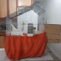 یک جفت عروس هلندی لوتینو فروشی