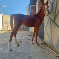 فروش کره نریان عرب خالص