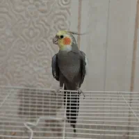 عروس هلندی سخنگو نر