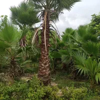 پالم واشنگتن تنه قرمز