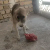 سگ بومی واگذاری رایگان