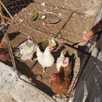 مرغ سفید محلی