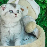 اسکاتیش چشم سبز