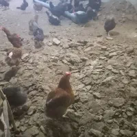 فروش کود مرغ محلی اصیل