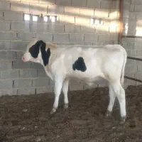گوساله نر