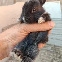 خرگوش