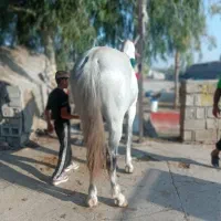 کشش اسب داغ