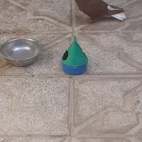 کبوتر سرخ دم سفید