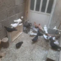 کبوتر|پرنده|اهواز, گلستان|دیوار