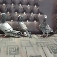 کبوتر گرفتنی