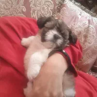 مالتیز|سگ|نوشهر, |دیوار