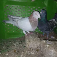 کبوتر|پرنده|گرگان, |دیوار