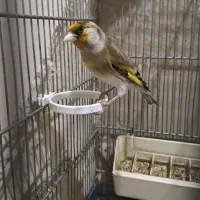 سهره قناری دهن لر