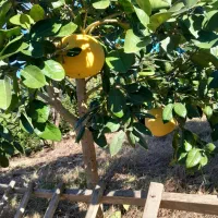 باسلام خریدار تامسون و خونی