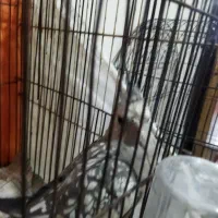 عروس هلندی لیتینو ازیبلا البینو