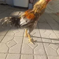 خروس
