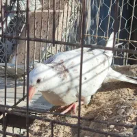 جوجه سار کاکلی