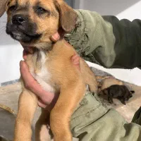 توله پیتکورسو نر و ماده|سگ|تهران, هلال احمر|دیوار