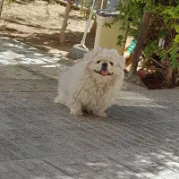 پیکینیزامپریال نر|سگ|شهرضا, |دیوار