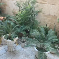 گل و گیاه تزیینی و زینتی|گل و گیاه طبیعی|رشت, شالکو|دیوار