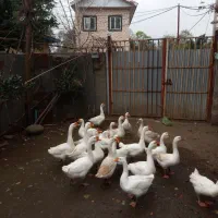 قوغاز مرغ غاز