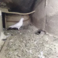 کبوتر
