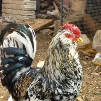 خروس گلین و محلی جوان