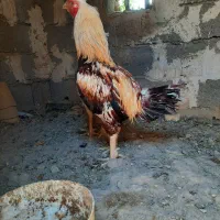 خروس و مرغ افغان نژاد دار