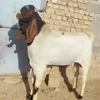 نر بز پاکستانی اصیل|حیوانات مزرعه|آشخانه, |دیوار