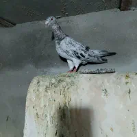 هفرنگ جفتی پرشی