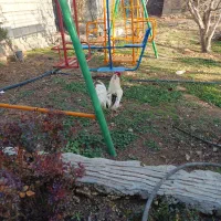 خروس گلین اصیل