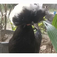 مرغ و خروس لهستانی|حیوانات مزرعه|امامزاده عبدالله, |دیوار