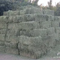 یونجه پرس چین آخر