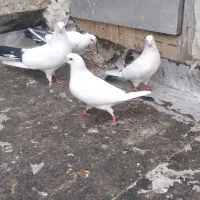 کبوتر پرشی|پرنده|اسلام‌شهر, شهرک امام حسین (میان آباد)|دیوار