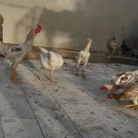 فروش مرغ و خروس لاری مینیاتوری (کوشامو )