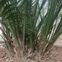 خریدار پاجوش بریمی