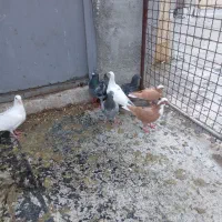 یک لانه کبوتر بفروش می‌رسد