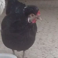 فروش مرغ گلین|حیوانات مزرعه|اصفهان, سرچشمه|دیوار